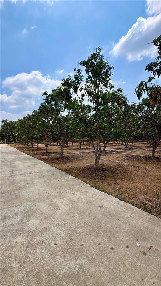 Có 12 lô đất diênthọdiên khánh