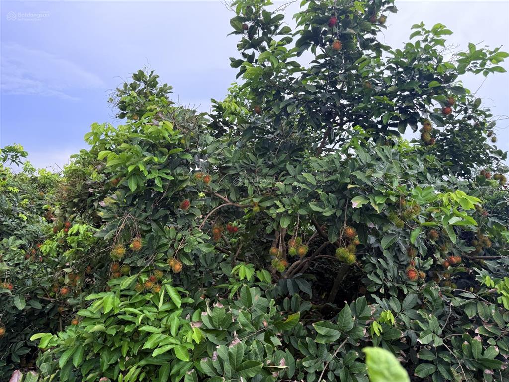 Bán đất tại phú lý, 880 triệu, 1500m2, thổ cư 100m2, thích hợp nghỉ dưỡng không khí mát mẻ
