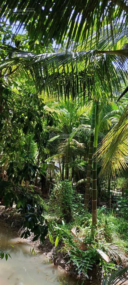 Bán đất vườn trồng cây lâu năm, đang trồng dừa lùn thu hoạch hàng tháng