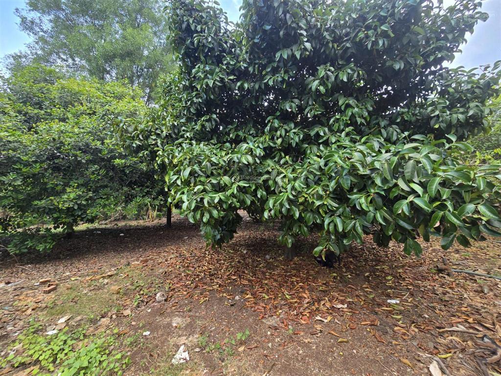 Cần bán gấp đất vườn full hồng cận vành đai 4 & sân bay long thành