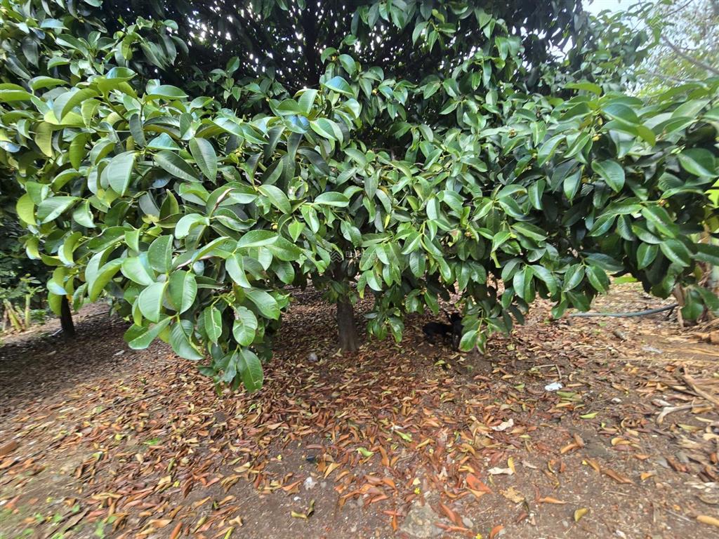 Cần bán gấp đất vườn full hồng cận vành đai 4 & sân bay long thành