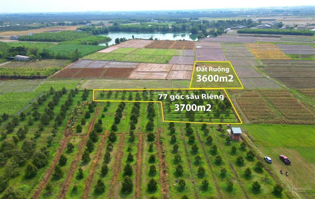 Dt 3,7 công. có 77 gốc sầu riêng đang cho trái. 950tr