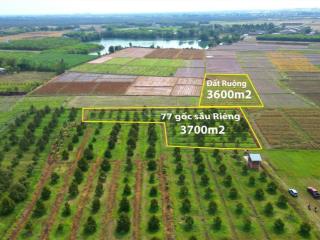 Dt 3,7 công. có 77 gốc sầu riêng đang cho trái. 950tr