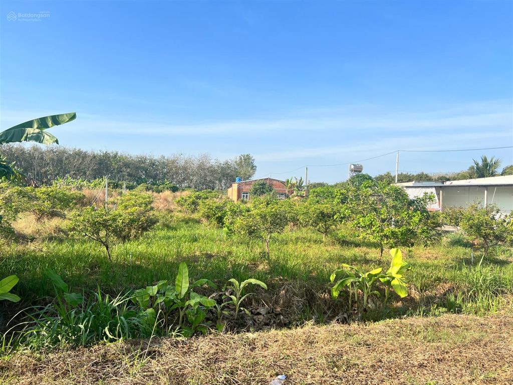 17x92m. hơn 1500m2 có thổ cư. đường nhựa. 2,12 tỷ
