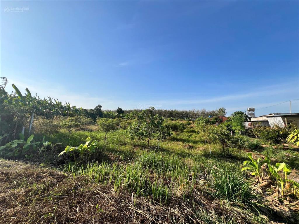 17x92m. hơn 1500m2 có thổ cư. đường nhựa. 2,12 tỷ