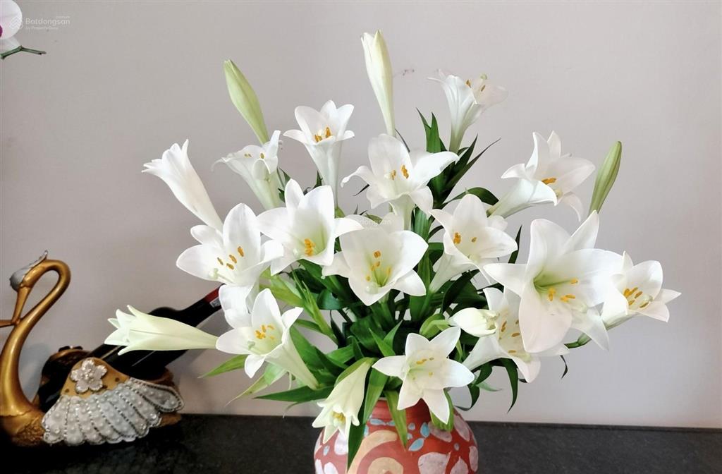Chính chủ cho thuê căn hộ chung cư