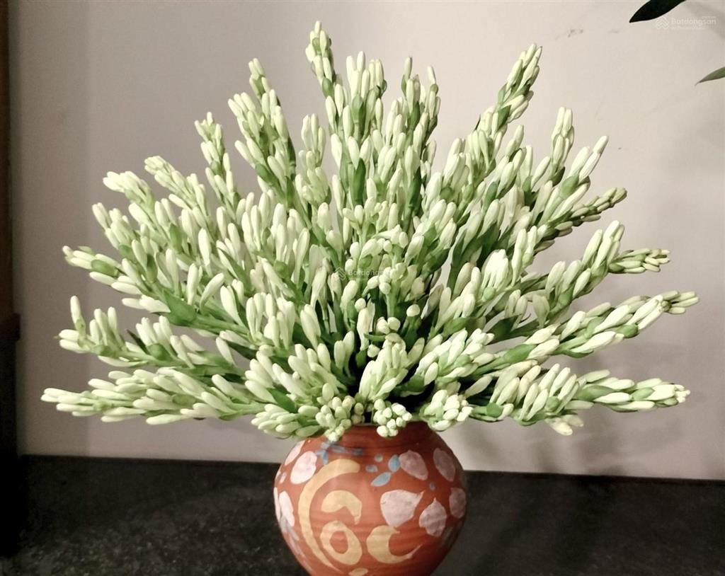 Chính chủ cho thuê căn hộ chung cư