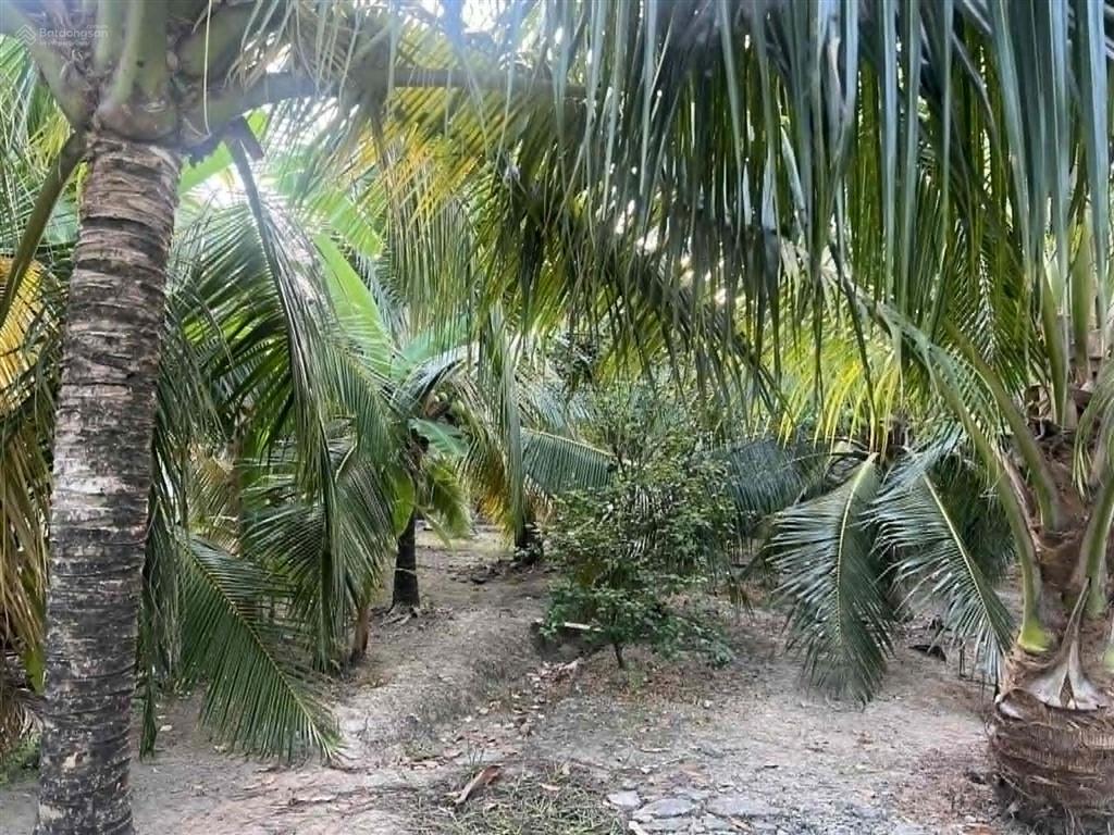 Bán đất đẹp xuất sắc tại an khánh, 4 tỷ, 998.2 m2