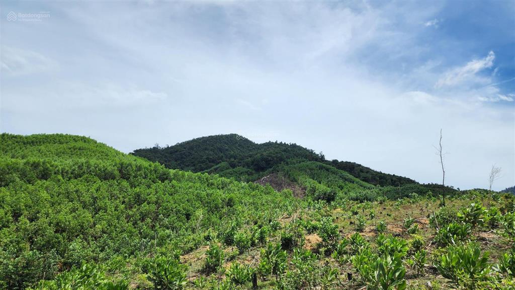 Chào bán lô đất rộng 36.887,3m2 tại xã ba đồi chè đông giang. nay là xã sông vàng thành phố đà nẵng