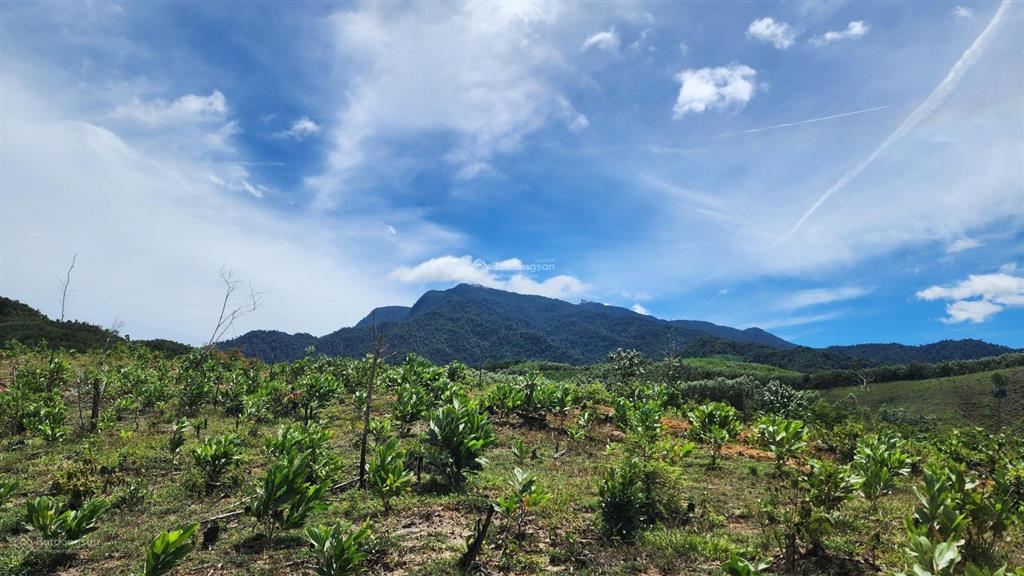 Chào bán lô đất rộng 36.887,3m2 tại xã ba đồi chè đông giang. nay là xã sông vàng thành phố đà nẵng