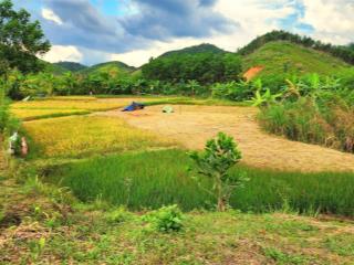 Bán 1,7hecta đất view lúa, giáp suối tại đồi chè đông giang nông trường quyết thắng  đà nẵng