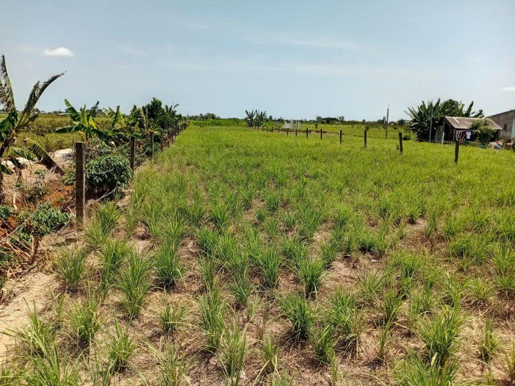  Bán đất xây biệt thự ngay trung tâm xã Phú Thạnh 1286m² có 300m² thổ cư, đường Cả Thu xe hơi tới đất