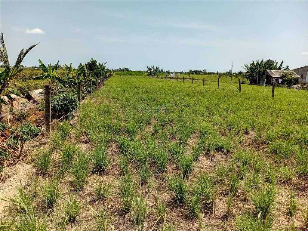 Chính chủ bán đất thổ cư đẹp ngay trung tâm hành chính tân phú đông, tiền giang