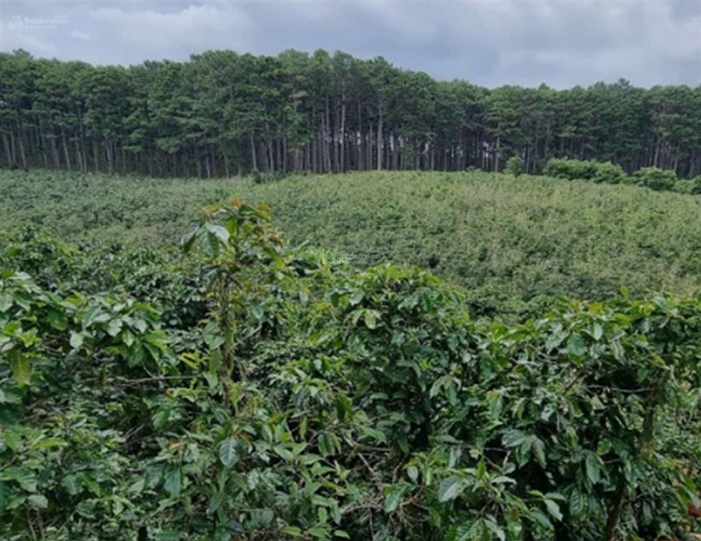 Bán đất tp. đà lạt vị trí p11, tp. đà lạt. diện tích 2.000m2. loại đất đất trồng cây hàng năm
