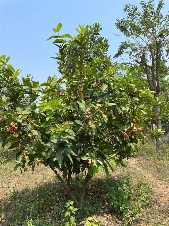 Chuyển nhượng đất thương mại dịch vụ diện tích 3.208m2 trung tâm ninh hòa