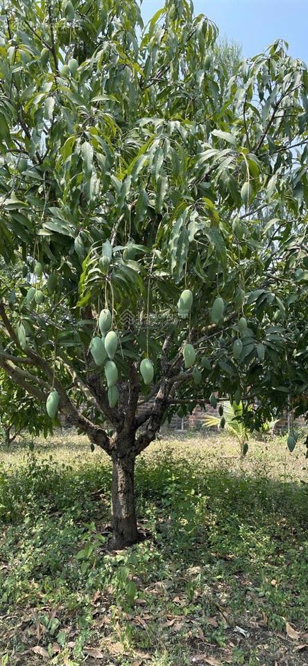 Chuyển nhượng đất thương mại dịch vụ diện tích 3.208m2 trung tâm ninh hòa