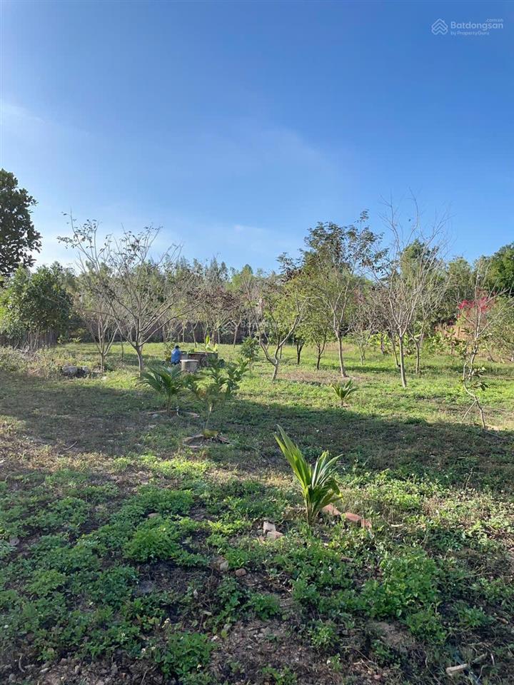 Chuyển nhượng đất thương mại dịch vụ diện tích 3.208m2 trung tâm ninh hòa