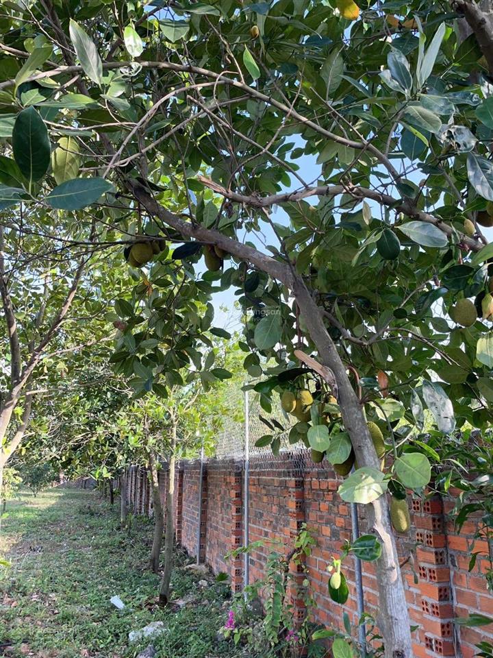 Chuyển nhượng đất thương mại dịch vụ diện tích 3.208m2 trung tâm ninh hòa