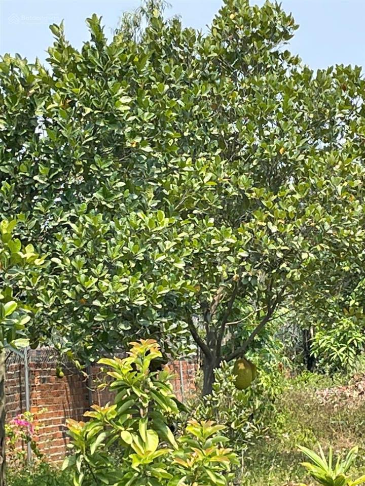 Chuyển nhượng đất thương mại dịch vụ diện tích 3.208m2 trung tâm ninh hòa