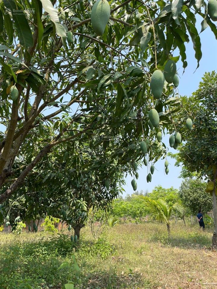 Chuyển nhượng đất thương mại dịch vụ diện tích 3.208m2 trung tâm ninh hòa