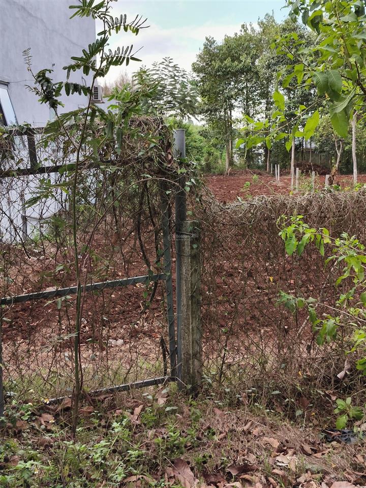 Đất quy hoạch đất ở nông thôn, mặt tiền 9,57m, đường nhựa 25m, xã bàu chinh, huyện châu đức (cũ).