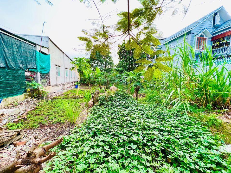 Cần bán đất shr ngay vinhome củ chi, bệnh viện xuyên á giáp ranh với hóc môn. dt 8x16m giá 1 tỷ 450