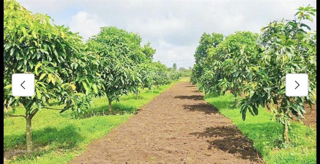 Bán nhanh 4363m2 bình giã! lời ngay 5 tỷ