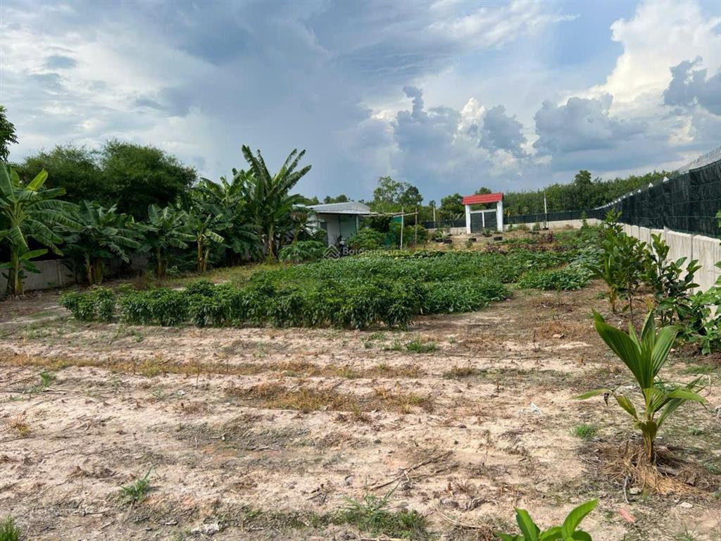 Bán đất 23m x 133 m, diện tích 3,044.60 m2 khu phố lộc vĩnh, xã an tịnh, trảng bàng, tỉnh tây ninh