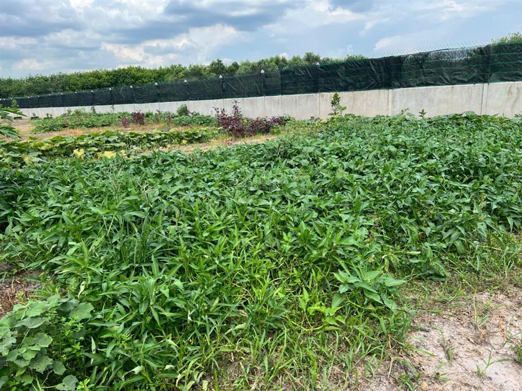 Bán đất 23m x 133 m, diện tích 3,044.60 m2 khu phố lộc vĩnh, xã an tịnh, trảng bàng, tỉnh tây ninh
