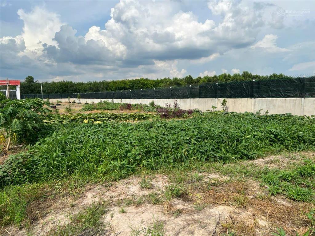 Bán đất 23m x 133 m, diện tích 3,044.60 m2 khu phố lộc vĩnh, xã an tịnh, trảng bàng, tỉnh tây ninh
