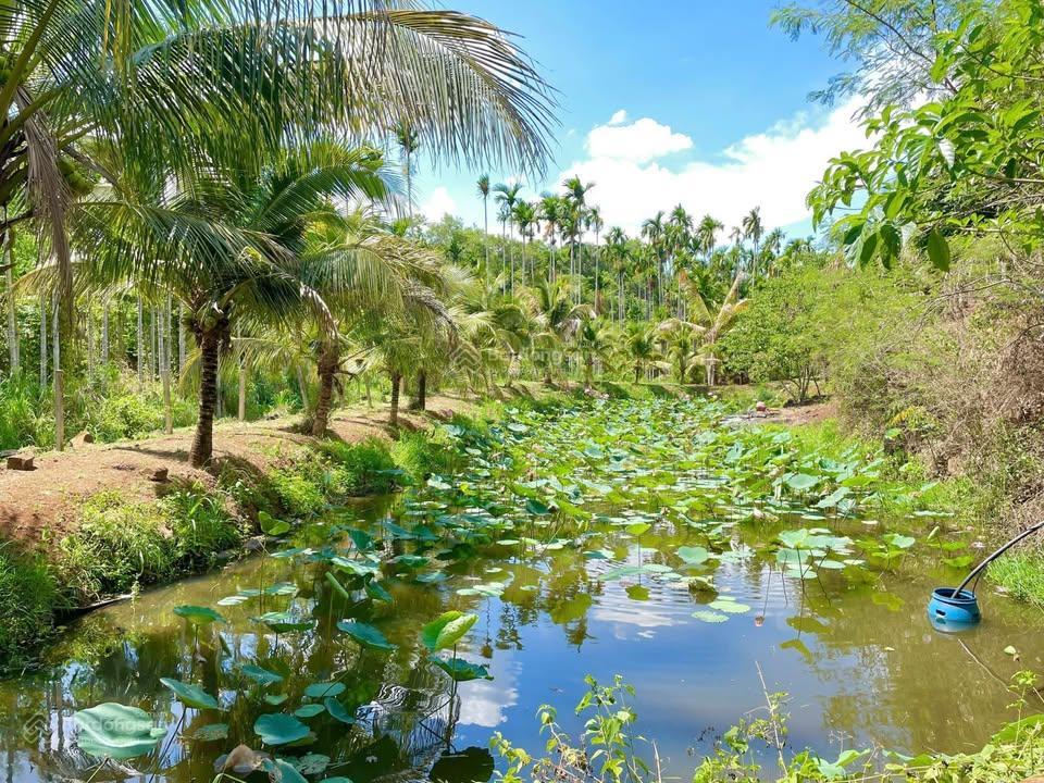 Bán đất tại cây da, 1,286 tỷ, 156m2, mặt tiền 12m, ngõ 16m
