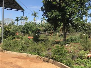 Bán trang trại 2500m2 có nhà xây kiên cố dt 150m2