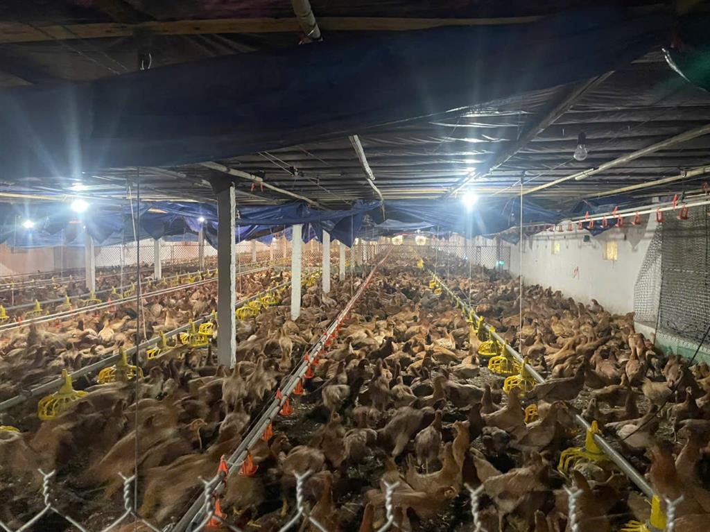 BÁN TRANG TRẠI CHĂN NUÔI QUY MÔ LỚN – PHÚ LƯƠNG, THÁI NGUYÊN