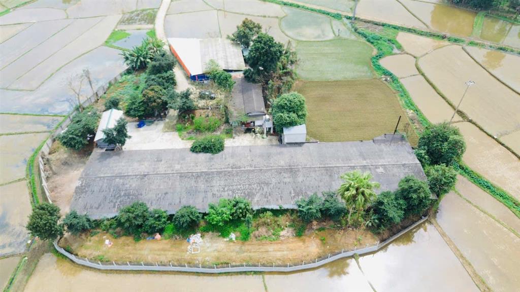 BÁN TRANG TRẠI CHĂN NUÔI QUY MÔ LỚN – PHÚ LƯƠNG, THÁI NGUYÊN