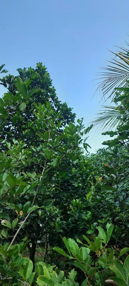 Chính chủ: BÁN ĐẤT SÂN VƯỜN