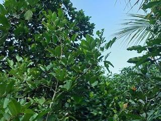 Chính chủ: BÁN ĐẤT SÂN VƯỜN