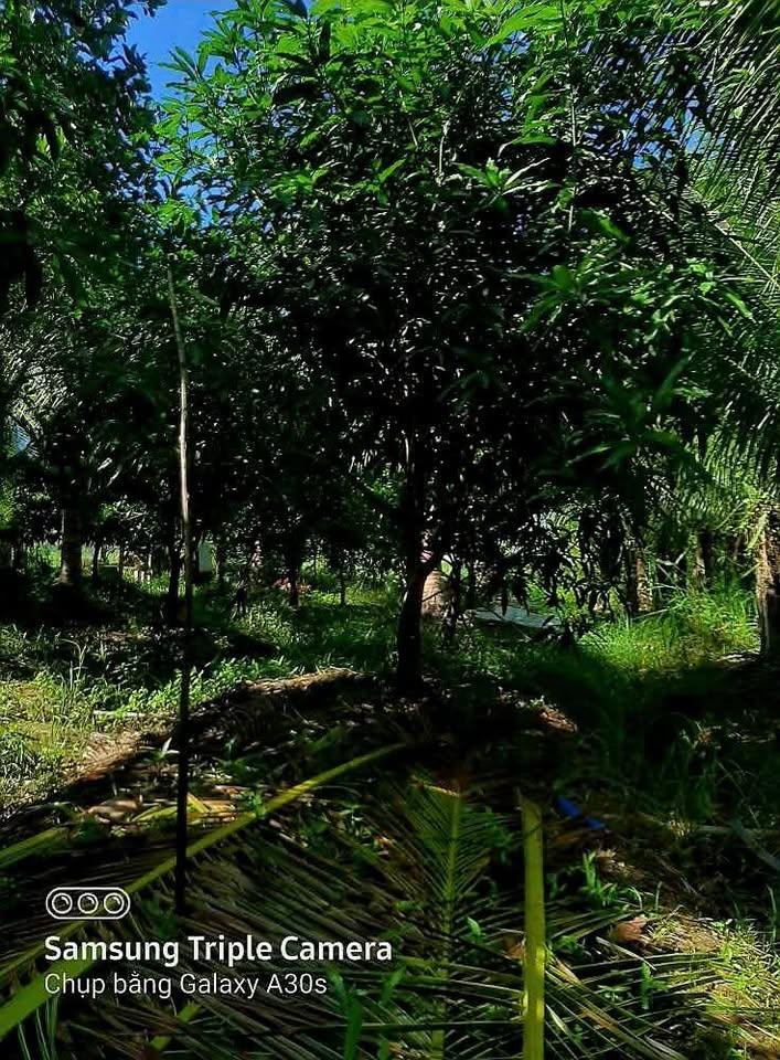 Chính chủ: BÁN ĐẤT SÂN VƯỜN
