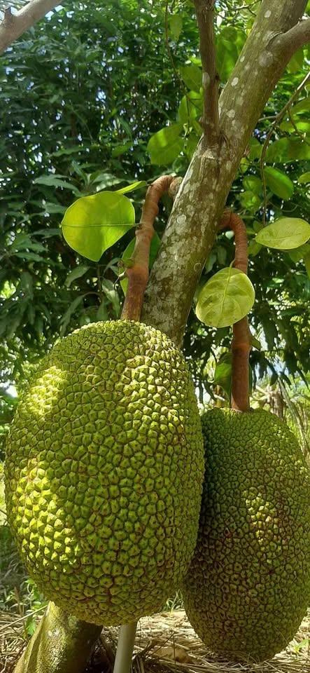 Chính chủ: BÁN ĐẤT SÂN VƯỜN