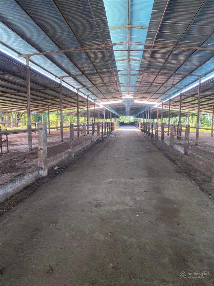 Cho thuê trang trại chăn nuôi quy mô lớn tại ninh bình