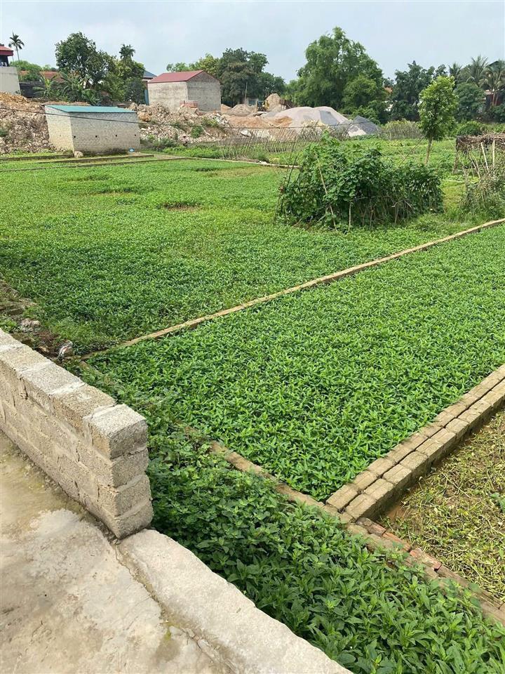 BÁN ĐẤT HỢP TIẾN – MỸ ĐỨC, HÀ NỘI  GIÁ CHỈ 12 TRIỆU/M²