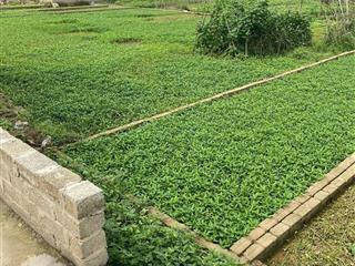BÁN ĐẤT HỢP TIẾN – MỸ ĐỨC, HÀ NỘI  GIÁ CHỈ 12 TRIỆU/M²