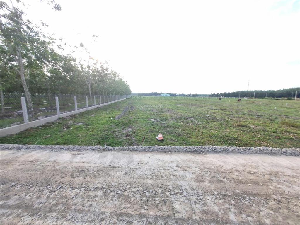 5x45m. đất thổ cư đường bê tông. sổ hồng riêng. chỉ 3xx tr