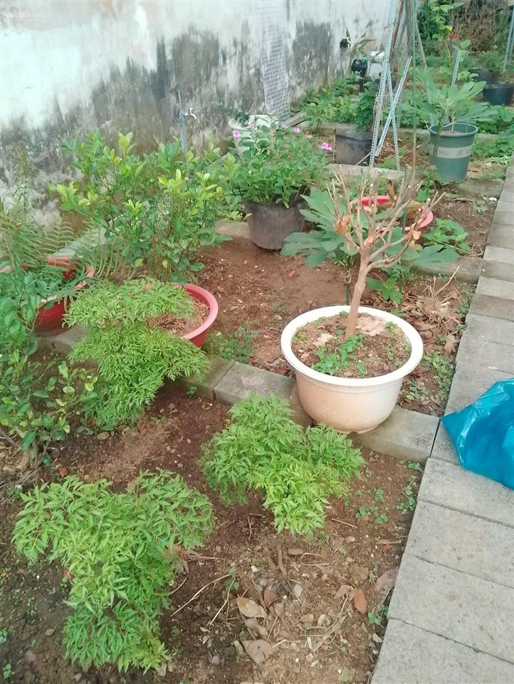 Bán đất 60, d3, tân nhơn phú, 10 tỷ, 105m2, giá siêu hời, chính chủ