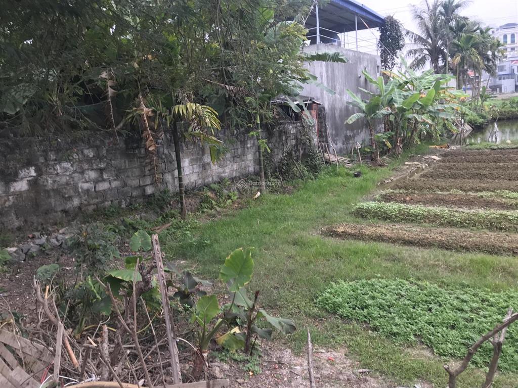 Bán đất 100m2 giá 1,3 tỷ tại xóm bờ sông giá, ngũ lão cũ, thủy nguyên, hải phòng