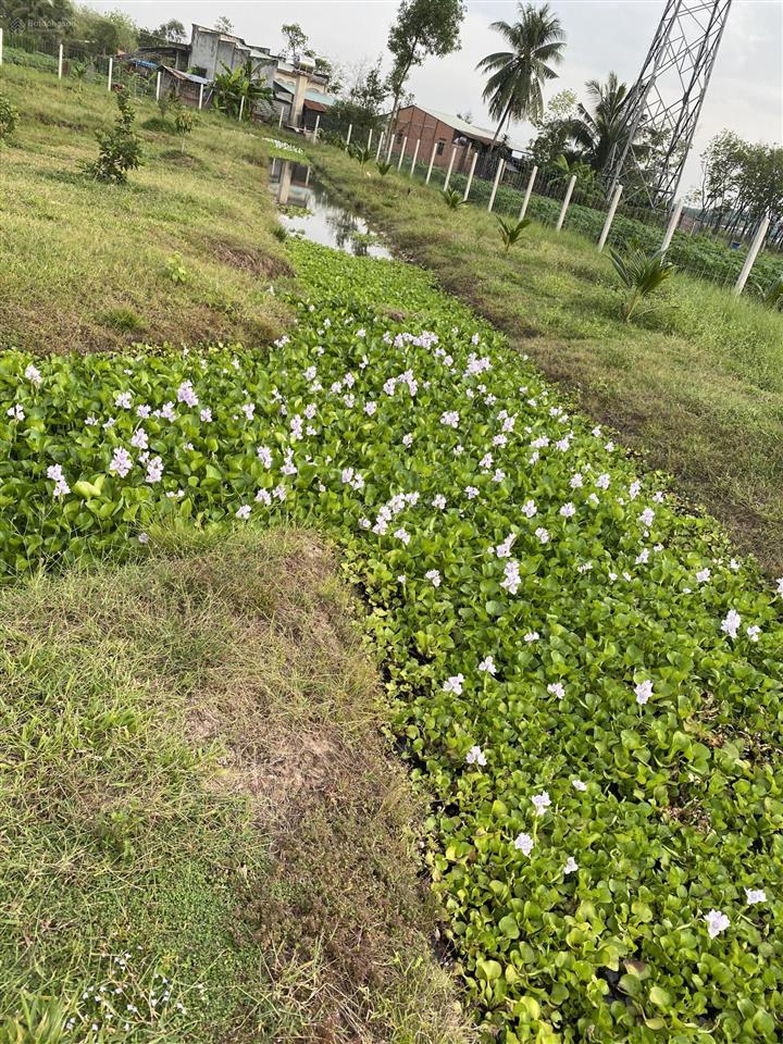 Cho thuê đất vườn view đẹp diện tích 10.000m2 mở quán