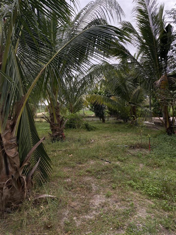 Cho thuê đất vườn view đẹp diện tích 10.000m2 mở quán