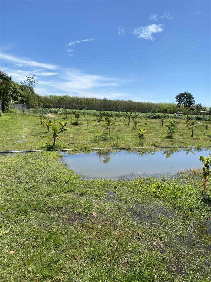 Cho thuê đất vườn view đẹp diện tích 10.000m2 mở quán