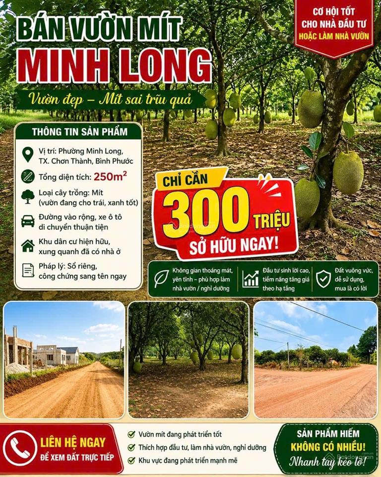 Bán đất chính chủ vườn mít 250m2