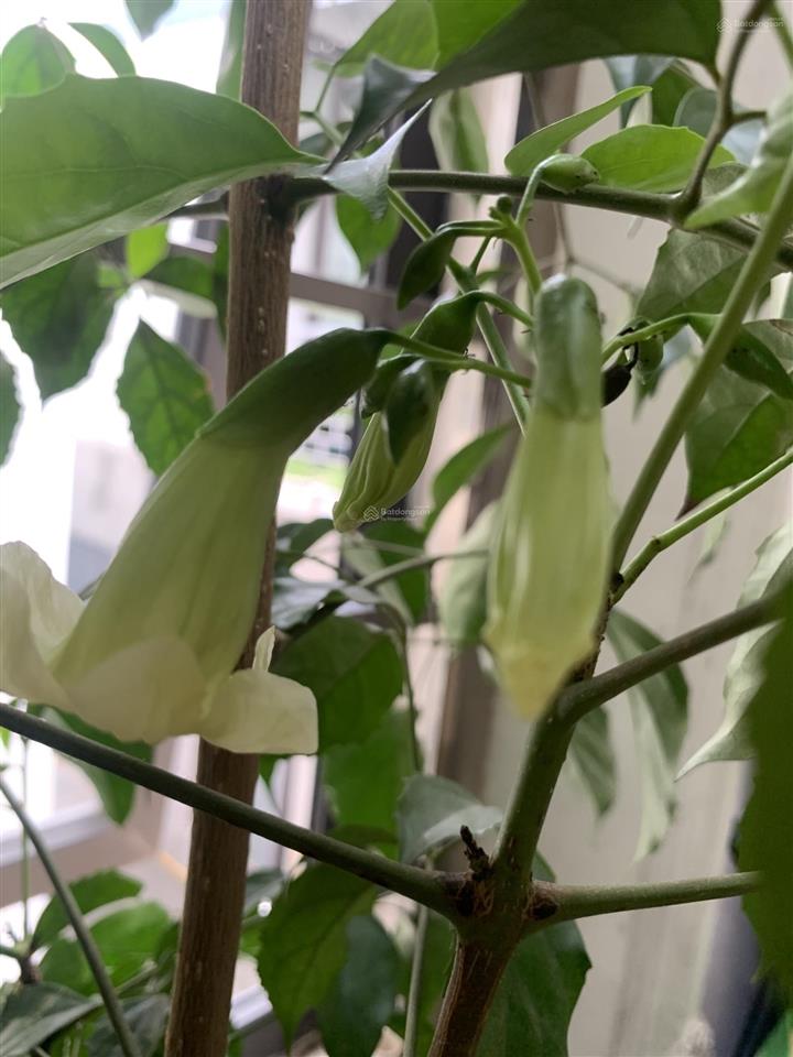 Bán nhà phố khương trung 58m, 5 tầng, mt quyền lực. giá 11.6 tỷ.  0902 120 *** hường