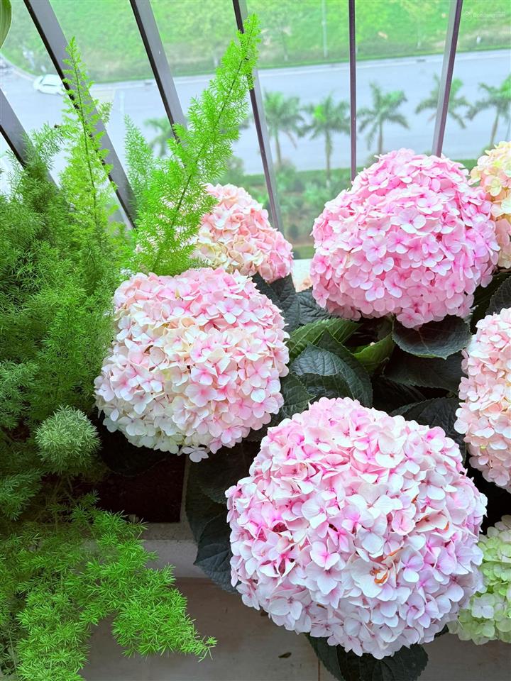 2n+1, căn góc moonlight 1 đẹp, tầng cao thoáng mát, diện tích vàng, hướng nhà đẹp vào ở ngay